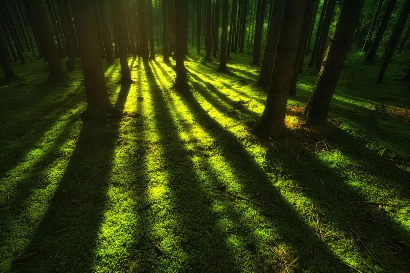 Sonnenlicht im Wald